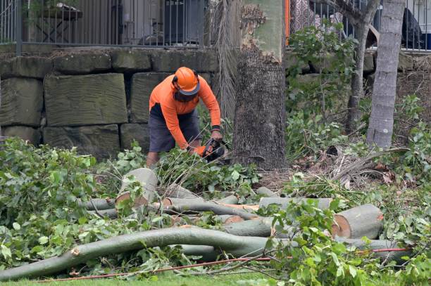 Best Utility Line Clearance  in Cottonport, LA